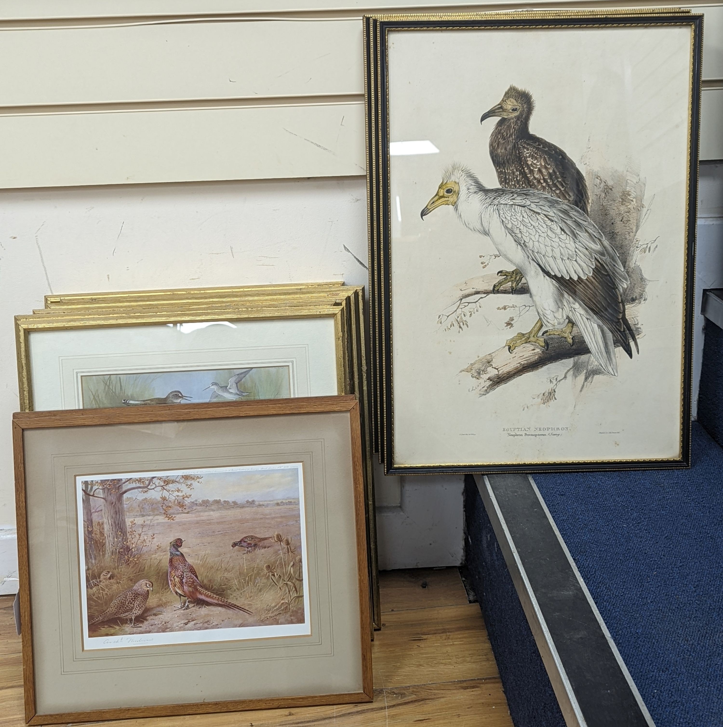 A group of assorted ornithological prints including three lithographs after Edward Lear, largest 52 x 36cm